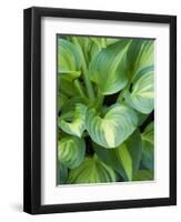 Hosta 'Joyce Trott'-Clive Nichols-Framed Photographic Print