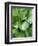 Hosta 'Joyce Trott'-Clive Nichols-Framed Photographic Print