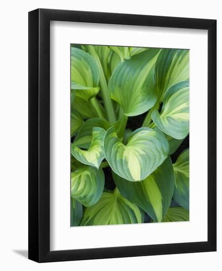 Hosta 'Joyce Trott'-Clive Nichols-Framed Photographic Print