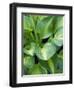 Hosta 'Joyce Trott'-Clive Nichols-Framed Photographic Print