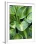 Hosta 'Joyce Trott'-Clive Nichols-Framed Photographic Print