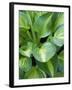 Hosta 'Joyce Trott'-Clive Nichols-Framed Photographic Print