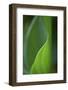 Hosta Leaf Abstract-Anna Miller-Framed Photographic Print