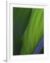 Hosta Leaf Abstract-Anna Miller-Framed Photographic Print