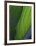 Hosta Leaf Abstract-Anna Miller-Framed Photographic Print