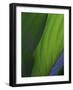 Hosta Leaf Abstract-Anna Miller-Framed Photographic Print