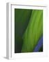 Hosta Leaf Abstract-Anna Miller-Framed Photographic Print