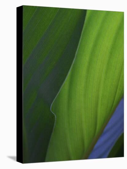 Hosta Leaf Abstract-Anna Miller-Stretched Canvas