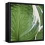 Hosta Leaf Closeup-Anna Miller-Framed Stretched Canvas