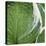 Hosta Leaf Closeup-Anna Miller-Stretched Canvas