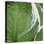 Hosta Leaf Closeup-Anna Miller-Stretched Canvas