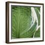 Hosta Leaf Closeup-Anna Miller-Framed Photographic Print