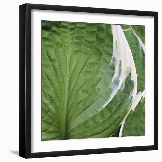 Hosta Leaf Closeup-Anna Miller-Framed Photographic Print