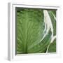 Hosta Leaf Closeup-Anna Miller-Framed Photographic Print