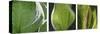 Hosta Leaf Triptych-Anna Miller-Stretched Canvas