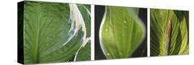 Hosta Leaf Triptych-Anna Miller-Stretched Canvas