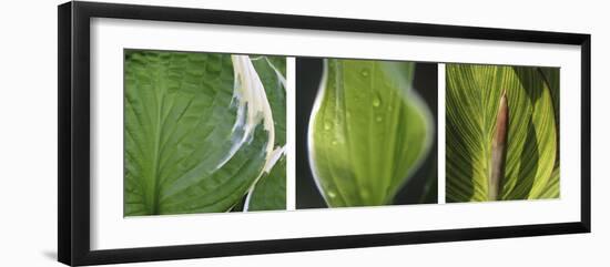 Hosta Leaf Triptych-Anna Miller-Framed Photographic Print