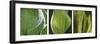 Hosta Leaf Triptych-Anna Miller-Framed Photographic Print