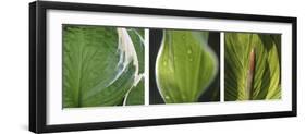 Hosta Leaf Triptych-Anna Miller-Framed Photographic Print