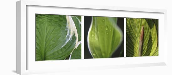 Hosta Leaf Triptych-Anna Miller-Framed Photographic Print