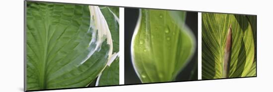 Hosta Leaf Triptych-Anna Miller-Mounted Photographic Print