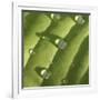 Hosta Leaf with Dew, Close-up-Anna Miller-Framed Photographic Print