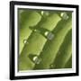 Hosta Leaf with Dew, Close-up-Anna Miller-Framed Photographic Print