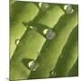 Hosta Leaf with Dew, Close-up-Anna Miller-Mounted Photographic Print