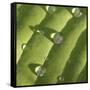 Hosta Leaf with Dew, Close-up-Anna Miller-Framed Stretched Canvas