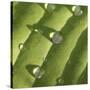 Hosta Leaf with Dew, Close-up-Anna Miller-Stretched Canvas