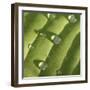 Hosta Leaf with Dew, Close-up-Anna Miller-Framed Photographic Print