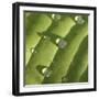 Hosta Leaf with Dew, Close-up-Anna Miller-Framed Photographic Print