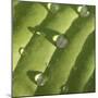 Hosta Leaf with Dew, Close-up-Anna Miller-Mounted Photographic Print