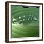 Hosta Leaf with Dew Drops Close Up-Anna Miller-Framed Photographic Print