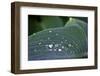 Hosta Leaf with Dew Drops Close Up.-Anna Miller-Framed Photographic Print