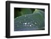 Hosta Leaf with Dew Drops Close Up.-Anna Miller-Framed Photographic Print