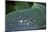 Hosta Leaf with Dew Drops Close Up.-Anna Miller-Mounted Photographic Print