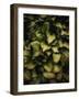 Hostas Leaves-Incado-Framed Photographic Print