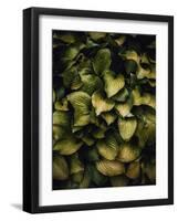 Hostas Leaves-Incado-Framed Photographic Print