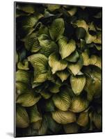 Hostas Leaves-Incado-Mounted Photographic Print