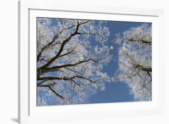 Hot-Air Balloon, Tree, Waltenhofen, Schwangau, Allgau, Bavaria, Germany-Rainer Mirau-Framed Photographic Print