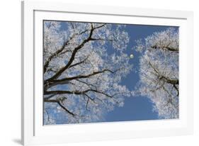 Hot-Air Balloon, Tree, Waltenhofen, Schwangau, Allgau, Bavaria, Germany-Rainer Mirau-Framed Photographic Print