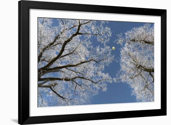 Hot-Air Balloon, Tree, Waltenhofen, Schwangau, Allgau, Bavaria, Germany-Rainer Mirau-Framed Photographic Print