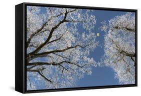 Hot-Air Balloon, Tree, Waltenhofen, Schwangau, Allgau, Bavaria, Germany-Rainer Mirau-Framed Stretched Canvas