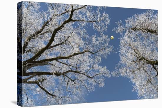 Hot-Air Balloon, Tree, Waltenhofen, Schwangau, Allgau, Bavaria, Germany-Rainer Mirau-Stretched Canvas