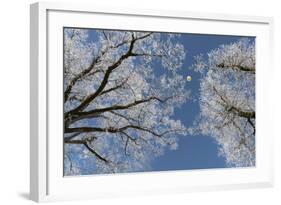 Hot-Air Balloon, Tree, Waltenhofen, Schwangau, Allgau, Bavaria, Germany-Rainer Mirau-Framed Photographic Print