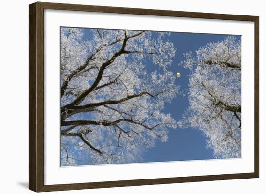 Hot-Air Balloon, Tree, Waltenhofen, Schwangau, Allgau, Bavaria, Germany-Rainer Mirau-Framed Photographic Print