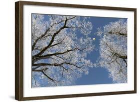 Hot-Air Balloon, Tree, Waltenhofen, Schwangau, Allgau, Bavaria, Germany-Rainer Mirau-Framed Photographic Print