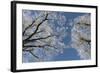 Hot-Air Balloon, Tree, Waltenhofen, Schwangau, Allgau, Bavaria, Germany-Rainer Mirau-Framed Photographic Print