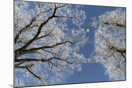Hot-Air Balloon, Tree, Waltenhofen, Schwangau, Allgau, Bavaria, Germany-Rainer Mirau-Mounted Photographic Print